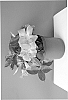 Mandevilla%20Sanderi%20%27Lannebraska%27
