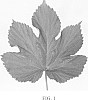 Humulus%20lupulus%20L%20%27Delta%27