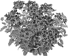 Verbena%20hybrida%20%27Duempflavibu%27