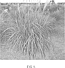 Miscanthus%20sp.%20%27MBS%201001%20%28a.k.a.%20%27MDL%201001%27%29%27