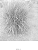 Miscanthus%20sp.%20%27MBS%207003%27