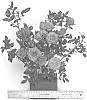 Rosa%20hybrida%20%27WEKwisogoma%27