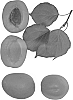 Prunus%20species%20%27Country%20Cot%27