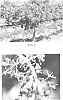 Vitis%20hybrida%20%27M%2048-42%27