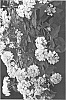 Lantana%20camara%20%27ELESHINE%27
