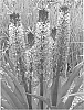 Eucomis%20comosa%20%27EUW061%27