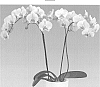 Phalaenopsis%20hybrid%20%27Confidence%27