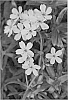 Phlox%20subulata%20x%20stolonifera%20%27PPPHL0623%27