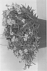 Phlox%20subulata%20x%20stolonifera%20%27PPPHL07201%27