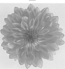 Dahlia%20Cav.%20%27DATYVE%27