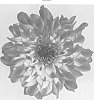 Dahlia%20Cav.%20%27DAENOGTYVE%27