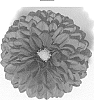 Dahlia%20Cav.%20%27DATOOGTYVE%27