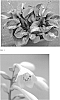Hosta%20hybrid%20%28Tratt.%29%20%27Pocketful%20of%20Sunshine%27