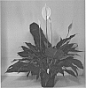 Spathiphyllum%20hybrid%20%27S40%27