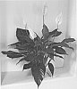 Spathiphyllum%20hybrid%20%27S41%27