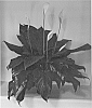 Spathiphyllum%20hybrid%20%27S39%27