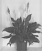 Spathiphyllum%20hybrid%20%27S43%27