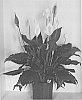 Spathiphyllum%20hybrid%20%27S43%27