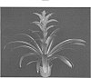 Guzmania%20sp.%20%27JUNO%27