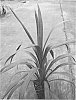 Cordyline%20baueri%20%27Albatross%27
