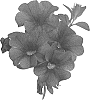 Calibrachoa%20sp.%20%27Duealmidpu%27