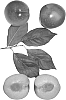 Interspecific%20Prunus%20sp.%20%27FLAVOR%20BLAST%27