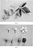 Rubus%20L.%20subgenus%20Rubus%20%27DrisBlackThree%27
