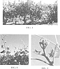 Vitis%20hybrida%20%27M%2044-14%27