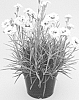 Dianthus%20x%20hybrida%20%27WP10%20HEL01%27