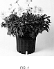 Chrysanthemum%20x%20morifolium%20%27Autumn%20Moon%27