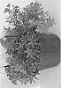 Phlox%20subulata%20x%20stolonifera%20%27PPPHL0617%27