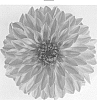 Dahlia%20Cav.%20%27DATREOGTYVE%27