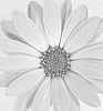 Osteospermum%20ecklonis%20%27DAOSSEKSTEN%27