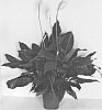 Spathiphyllum%20hybrid%20%27S42%27