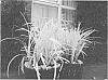 Liriope%20muscari%20plant%20named%20%27LIRES%27