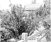 Prunus%20hybrid%20%27Purple%20Pride%27