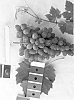 Vitis%20vinifera%20%27IFG%20Nine%27