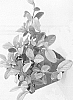 Cotoneaster%20dammeri%20%27Lemon%20Funky%27