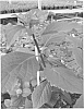 Hydrangea%20macrophylla%20%27BTI%27