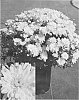 Chrysanthemum%20x%20morifolium%20%27CIFZ0030%27