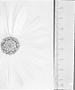 Osteospermum%20ecklonis%20%27Daossytten%27