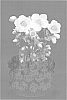 Helleborus%20niger%20%27VERBEAUTY2%27