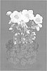 Helleborus%20niger%20%27VERBEAUTY2%27