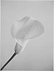 Zantedeschia%20spp.%20%27Solid%20Gold%20BLZ%27