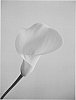 Zantedeschia%20spp.%20%27Solid%20Gold%20BLZ%27