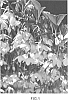 Styrax%20Japonicus%20%27JLWeeping%27