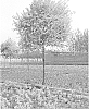 Ulmus%20pumila%20%27Meirenyu%27