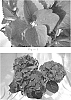 Hydrangea%20macrophylla%20%28Thunb.%29%20%27BC6.1%27