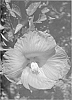 %28Hibiscus%20moscheutos%20x%20H.%20coccineus%29%20x%20TH%2056%20%27Satellite%27