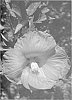 %28Hibiscus%20moscheutos%20x%20H.%20coccineus%29%20x%20TH%2056%20%27Satellite%27